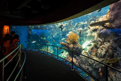  Aquarium of the Pacific: Podwodne cuda w sercu Long Beach!